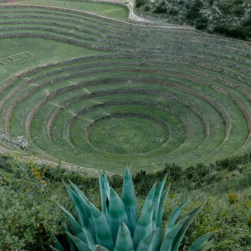 pexels-julia-volk-5194497