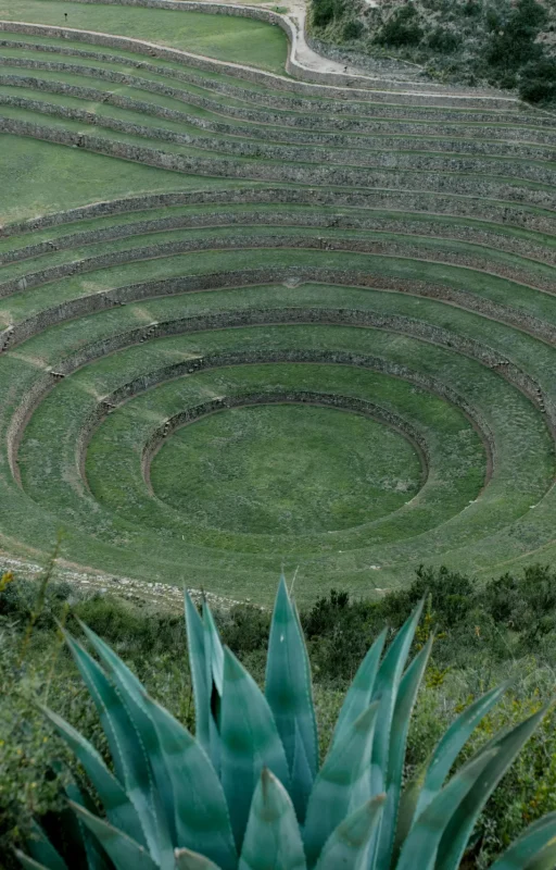 pexels-julia-volk-5194497